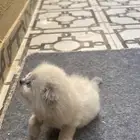 قطط سكوتش صغار للبيع