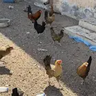 دجاج بلدي بياض شرط