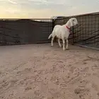 مشروع فحل حري صنف الصنف تم البيع