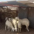 طليان للبيع بالحناكيه