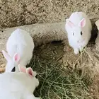 أرنب قزمي