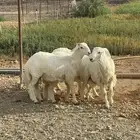 ذبايح طليان شحم فل