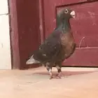 ذكر شامي