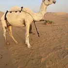 عشرا وضحى كفو