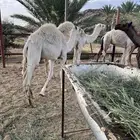 قعدان للبيع