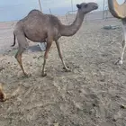للبيع حشو