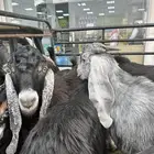 تيوس وجفره البيع تفريد او جمله