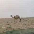 خلفه تحتها قعود