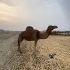 ناقه حمراء ساحليه