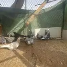 حمام قطايف اول انتاج لها معاريف