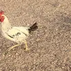يوجد عدد 14 ديك لبيع جمله