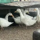 بط بكيني (( بياض )) العدد عشر اناثي وذكرين