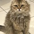 قط شيرازي تبني