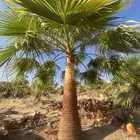 نخل وشنطني زينه