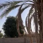 يوجد لدي سعف