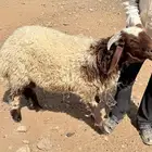للبيع ذبايح نعيم بلدي