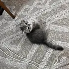 سكوتش انثى ستريت بيور رمادي مطعمه ب500