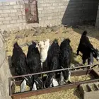المحاني شمال الطايف