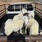 بهم تربيه للبيع