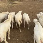 خرفان على الشرط جذعان