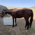 حصان للبيع طابع وهداوه