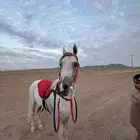 حصان اصفر