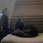 شيرازي امريكي