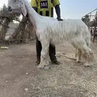 شاه عيسيه خصم