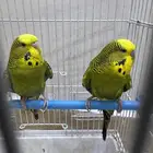 عصافير بادجي للبيع