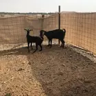 ماعز للبيع