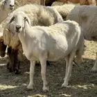 غنم حريات دفيع