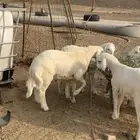 طليان حري ذبايح مناسبات زواجات ثلاجه يوجد صلخ وتوصيل