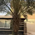 نخل مثمر للبيع