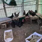 دجاج بلدي