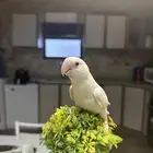 طقطق ابيض