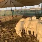 حري عقيقه ذبايح مناسبات ذبايح ثلاجه طليان ورخال