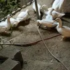 بط بكيني للبيع