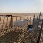 خرفان حريات