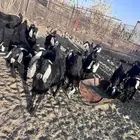 تيوس للبيع