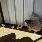 دجاج براهما مفرخة