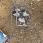 ثلات اجواز فرنسي سلفر مشروط صحه والانتاج م اشرط (تم البيع)