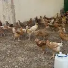 صوص تركي