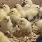 صيصان دجاج براهما كولمبي