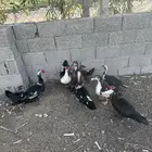 بط بح