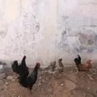 3 ديوك ودجاجه