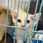 قطط لتبني