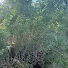 طلح فتنه و سمر العدد فوق 20 الف طول 3 متر