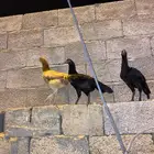 دجاج باكستاني للبيع
