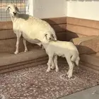 حريه فاخره وكفو
