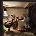 صوص دجاج بلدي